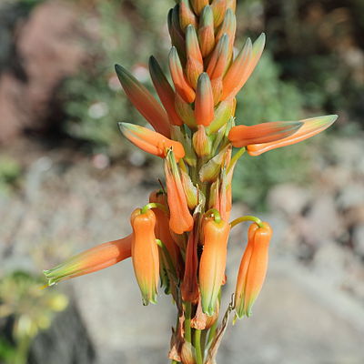 Aloe glauca-IMG 0513.jpg