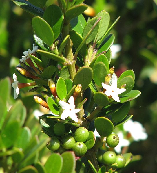 File:Alyxia buxifolia Loch Ard.jpg