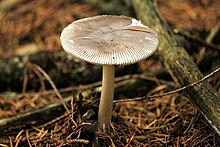 Amanita spec. - Lindsey 8a.jpg