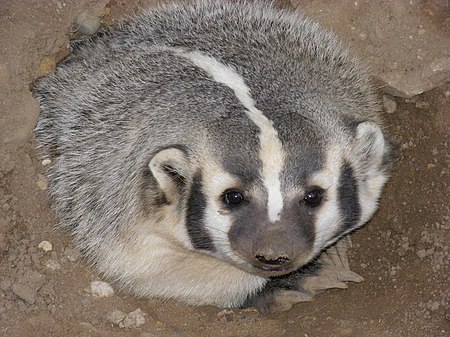 AmericanBadger.JPG