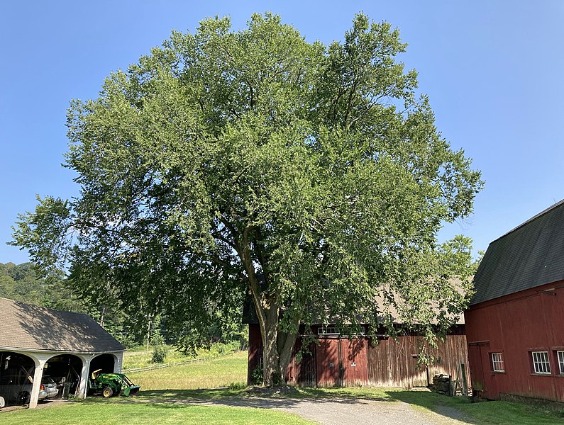 File:American Elm at the Hill-Stead Museum, Farmington, CT - August 2021.jpg