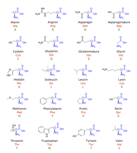 File:Aminosäuren.svg