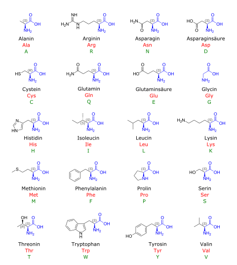 Aminosäuren: Geschichte, Struktur, Aminoacyl-Gruppe