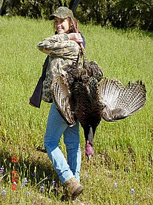 Woman carrying a dead turkey after a hunt in California Amy walking with tom turkey (21263232291).jpg