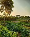 An agricultural field captured at afternoon.jpg