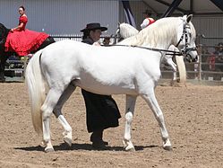 A white Andalusian horse. White is commonly associated with innocence, perfection and purity.