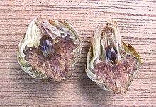 Oak artichoke gall with 8 mm-long gall chamber Andricus foecundatrix on Quercus robur. vrouwelijke gal op zomereik (1).jpg