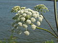 Angelica heterocarpa 2.jpg