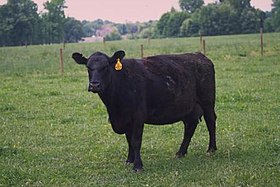 Angus cattle 10.jpg