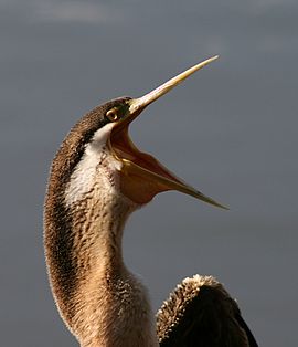 bird with mouth wide open facing right