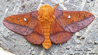 <i>Anisota</i> Genus of moths