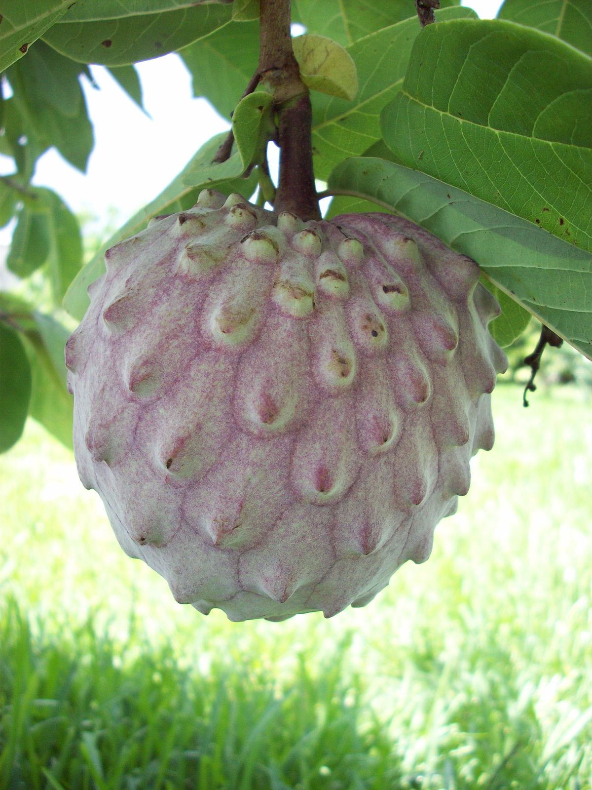 Fruit - Wikipedia