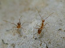 Deux fourmis jaunes