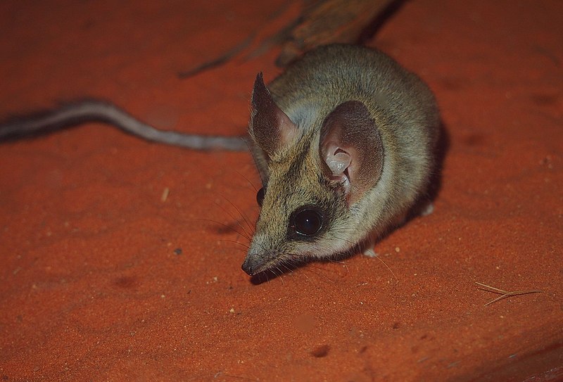 File:Antechinomys laniger 2.jpg