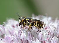 Anthidium florentinum (Megachilidae)