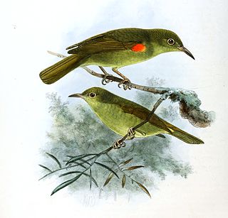 <span class="mw-page-title-main">Fraser's sunbird</span> Species of bird