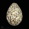 * Nomination eggs of long-billed pipit (captus) - Oeufs de Pipit à long bec (captus) --Ercé 13:38, 14 January 2024 (UTC) * Decline  Oppose a bit too much noise --MB-one 16:36, 14 January 2024 (UTC)