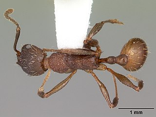 <i>Aphaenogaster mariae</i> Species of ant