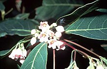 Apocynum androsaemifolium USDA.jpg