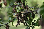 Äppelträd angripet av päronpest Exemplet visas dock på annan art än James Grieve