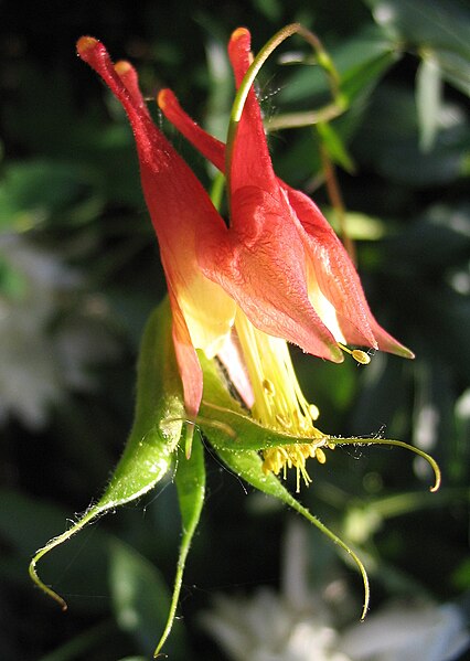 File:Aquilegia canadensis Redmarkviolinist.jpg