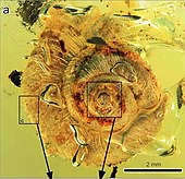 +Archaeocyclotus plicatula in Burmese amber Archaeocyclotus plicatula Fig1 A.jpg