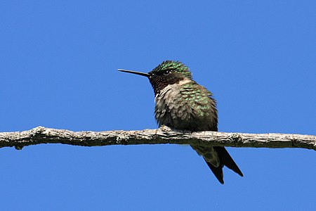 Archilochus colubris (Ruby-throated Hummingbird)