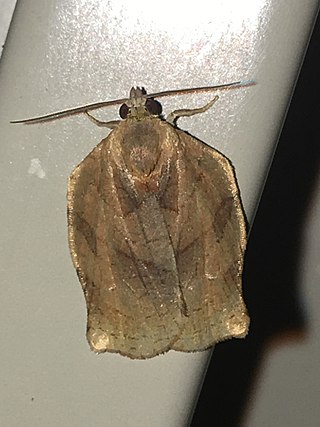 <i>Archips purpuranus</i> Species of moth