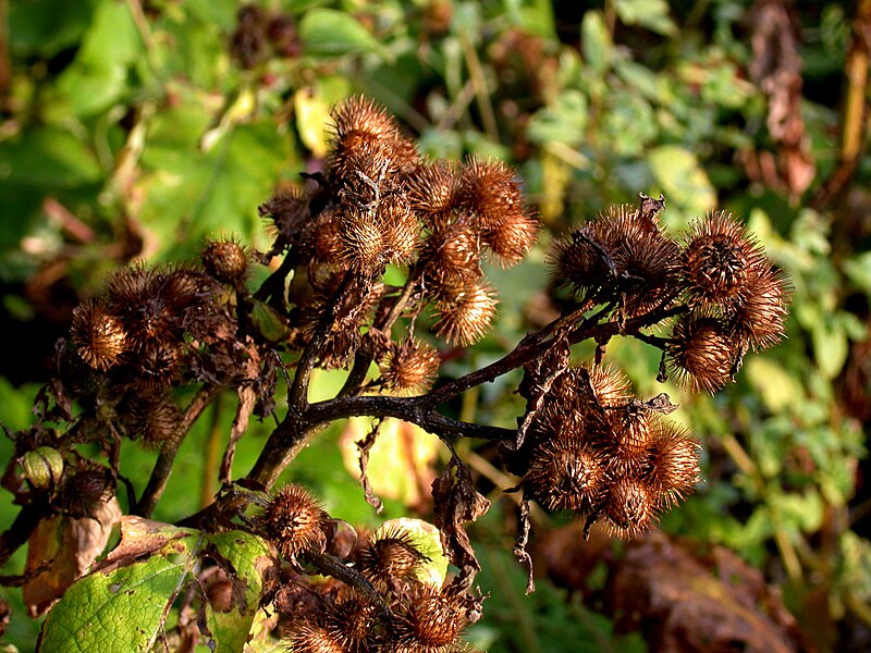 File:Arctium minus 15-p.bot-arcti.minus-33.jpg