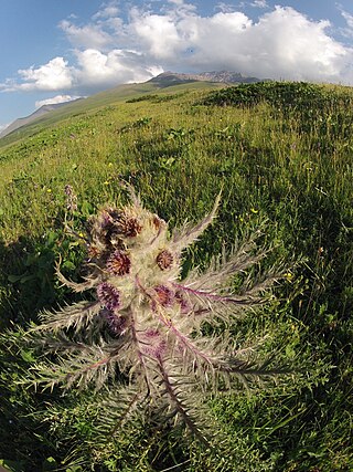 <i>Arctium nidulans</i> Flowering plant native to Central Asia