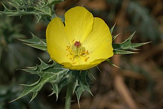 <i>Argemone mexicana</i> Species of plant