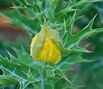 Bourgeon floral, sépales caducs