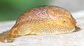 plzák hnědý Arion fuscus, syn. A. subfuscus (plzákovití)