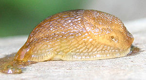 Brown slug (Arion fuscus), Czech Republic