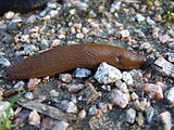 Die ist vermutlich die Spanische Wegschnecke die sich in den letzten Jahren stark ausgebreitet hat und kaum von der Roten Wegschnecken zu unterscheiden ist.