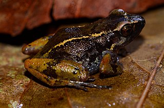 <i>Arthroleptis taeniatus</i> Species of frog