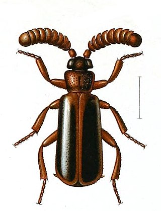 <i>Arthropterus</i> Genus of beetles
