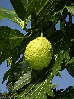 Breadfruit Edible fruit-bearing tree in the family Moraceae