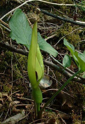 Arum maculatum