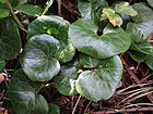 Asaret d'Europe (Asarum europaeum) Mont Aigoual.jpg