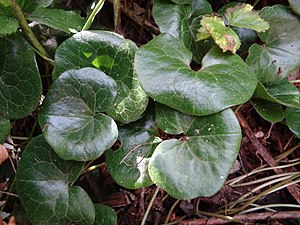 Asaret d'Europe (Asarum europaeum) Mont Aigoual.jpg