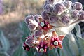 Asclepias sp.  цветы (Маршал Хедин) .jpg