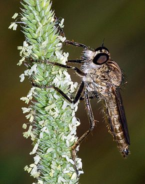 Описание изображения Asilidae Philonicus albiceps fg02.JPG.