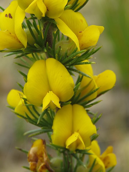 File:Aspalathus acanthes Flipphi 2.jpg