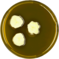 Aspergillus recurvatus growing on MEAOX plate