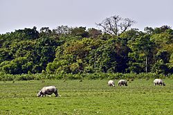 Kaziranga Millî Parkı