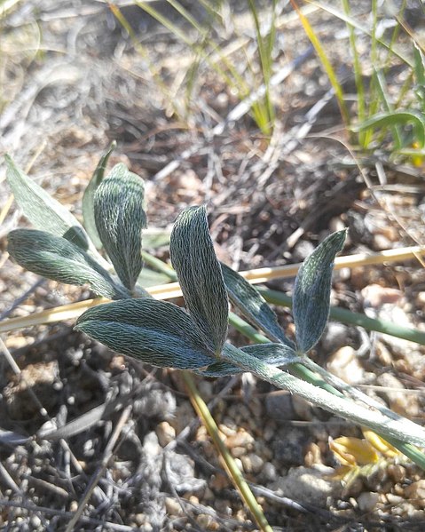 File:Astragalus lupulinus 80640050.jpg