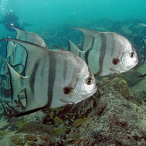 Beskrivelse av Atlantic Spadefish PLW image edit.jpg.