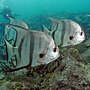 Thumbnail for Atlantic spadefish