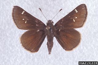 <i>Atrytonopsis hianna</i> Species of butterfly